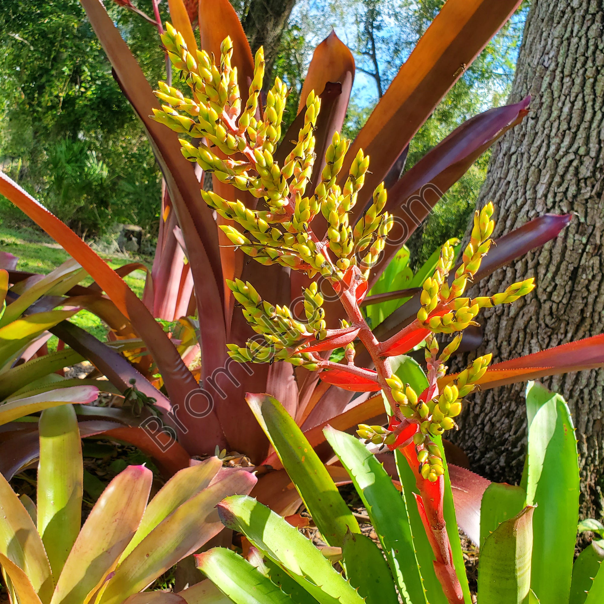 greg plant Aechmea 'Greg'