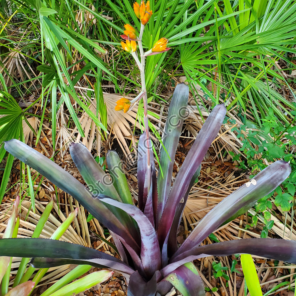 Aechmea mulfordii 'Malva'
