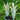 Neoregelia pauciflora (scurfy clone)
