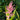 Aechmea aureorosea