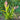 Aechmea aureorosea