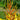 Aechmea blanchetiana (yellow)