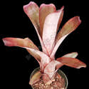 10 Graines Aechmea Nudicaulis - Broméliacée Ornementale, Plante Tropicale, Pour Jardin Ou Intérieur - 6