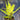 Aechmea triangularis
