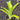 Billbergia buchholtzii