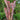 Billbergia 'Doohickey'