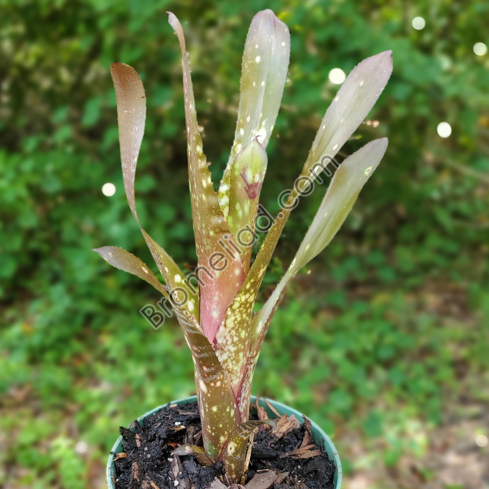Billbergia Pipline x Hallelujah - メルカリ