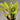 Neoregelia ampullacea 'San Diego'