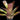 Neoregelia carcharodon 'Tiger'