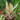 Neoregelia cruenta 'Silver'