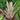 Neoregelia cruenta 'Silver'