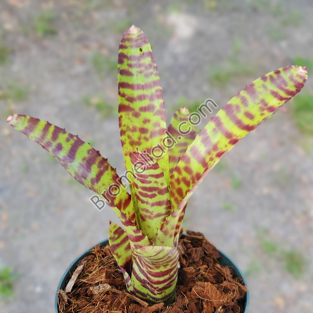 【在庫有】 Neoregelia bromeliad.com – Voltage' 'High ブロメリア・エアープランツ