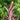 Neoregelia lilliputiana x smithii