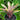 Neoregelia lilliputiana x smithii