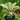 Neoregelia pauciflora