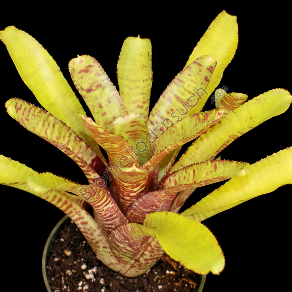Popokia Neoregelia 'Popoki' – bromeliad.com