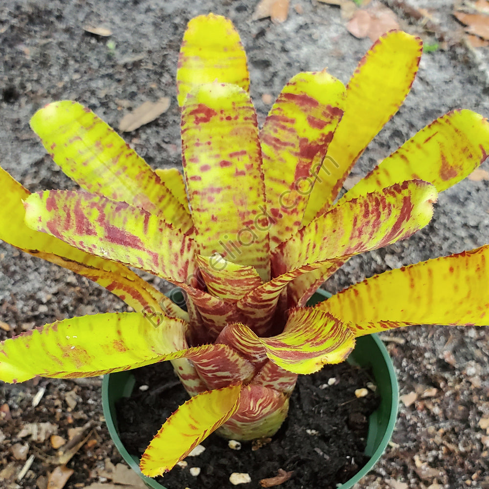 Popokia Neoregelia 'Popoki' – bromeliad.com