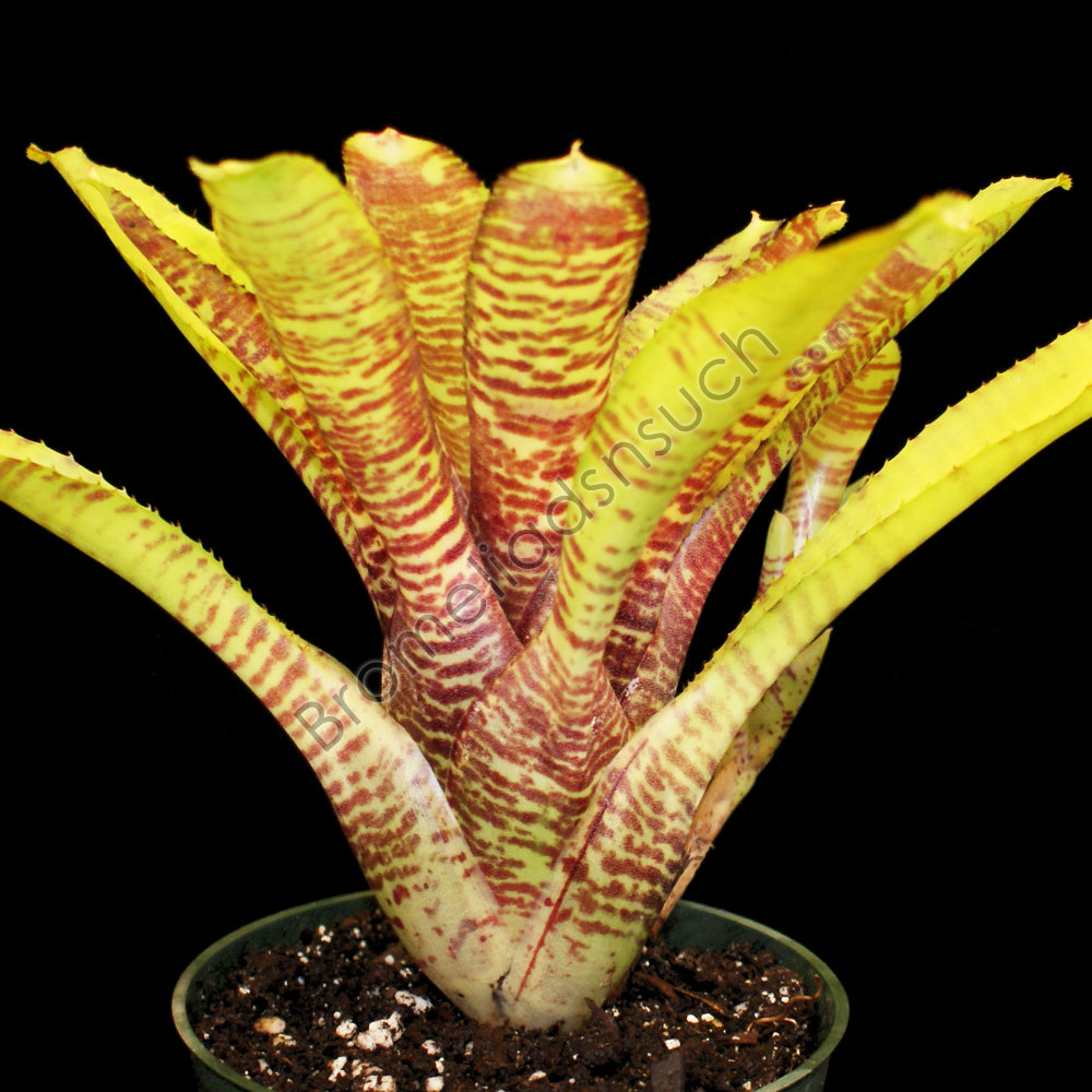 Popokia Neoregelia 'Popoki' – bromeliad.com