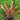 Neoregelia punctatissima rubra x tigrina