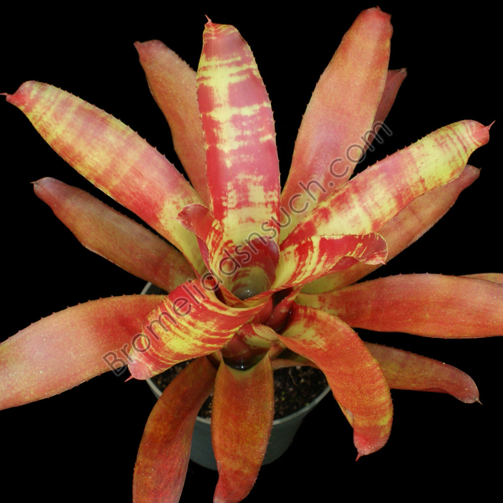 Neoregelia' Razzberry Ripple' – bromeliad.com
