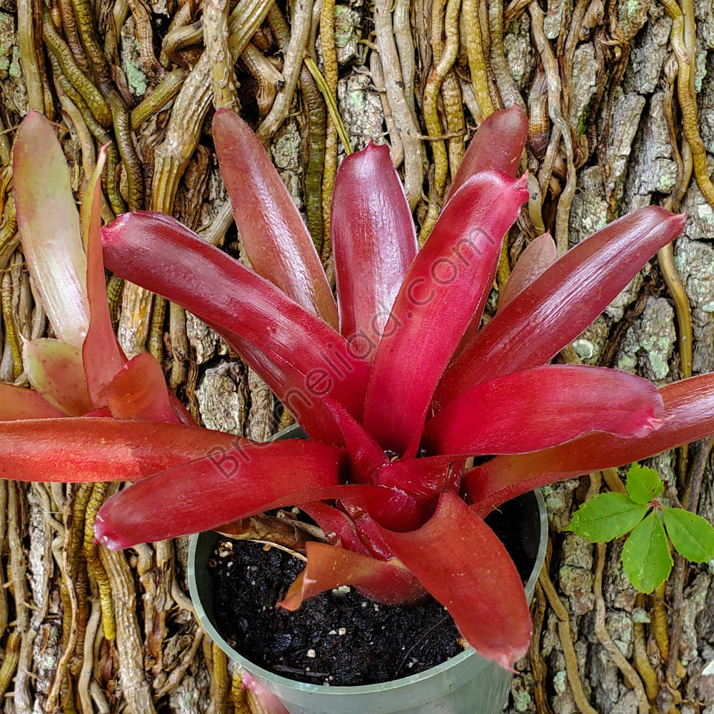 Neoregelia 'Red Bird' – bromeliad.com