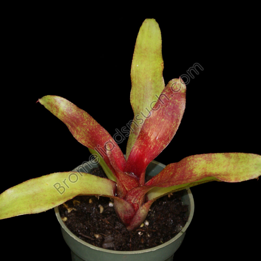 Neoregelia 'Red Waif' – bromeliad.com