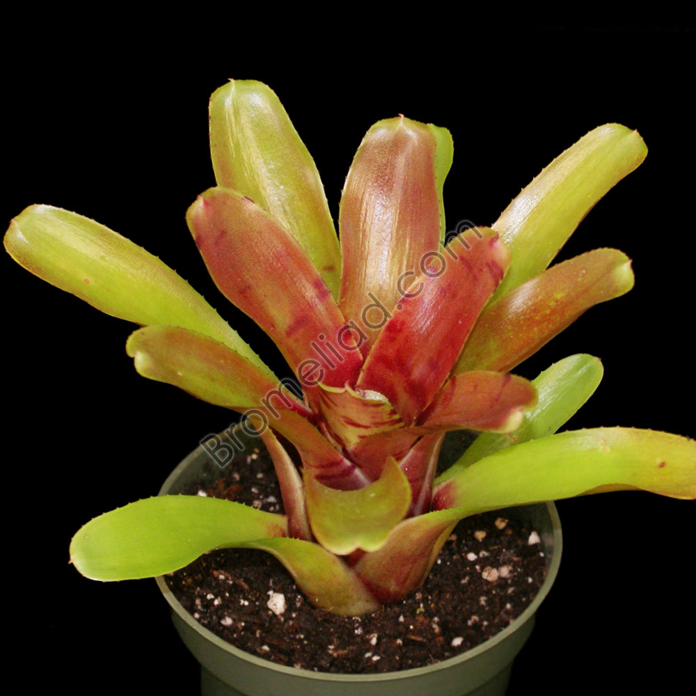 Neoregelia 'Ritzy Red' – bromeliad.com