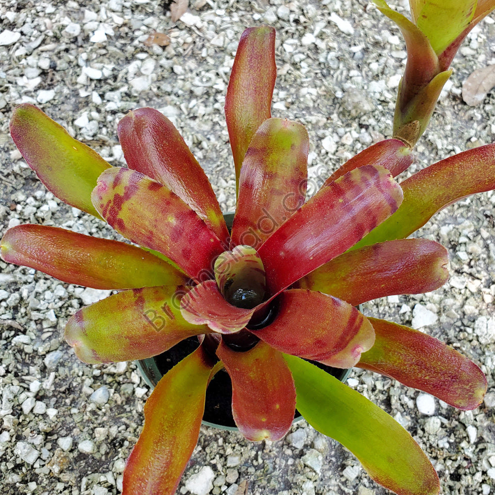 Neoregelia 'Ritzy Red' – bromeliad.com