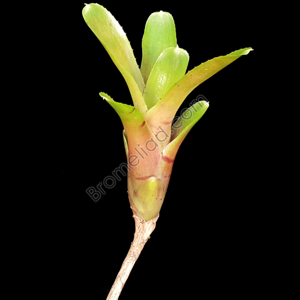 Neoregelia 'Ritzy Red' – bromeliad.com