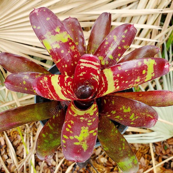 Neoregelia 'Royal Burgundy' x 'Fireball' – bromeliad.com