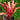 Neoregelia 'Ruby Throat'