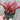 Neoregelia 'Tweedle Dee' x 'Night Spot'