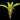 Neoregelia 'Yellow Fellow'