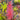 Portea 'Jungles'