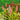 Portea 'Jungles'