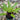 Vriesea erythrodactylon