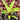 Vriesea erythrodactylon