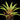 Vriesea flammea x corcovadensis