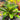 Vriesea hieroglyphyca