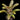 xCanmea 'Nani Koolou'