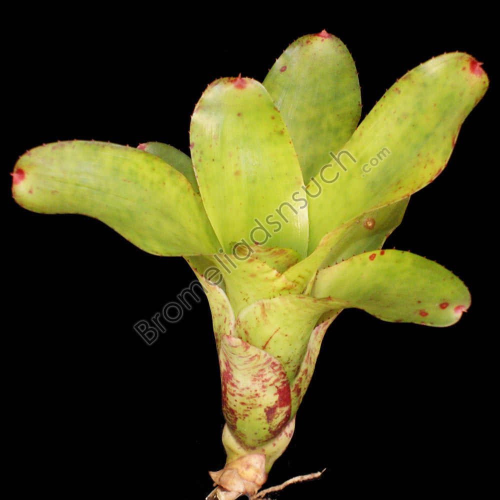 Fireball Bromeliad Plant (bromelia neoregelia) – Urban Tropicals Fireball Bromeliad Plant (bromelia neoregelia) – Urban Tropicals