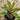 Neoregelia 'Tidbit'